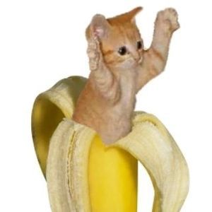 Meet your Posher, Moises